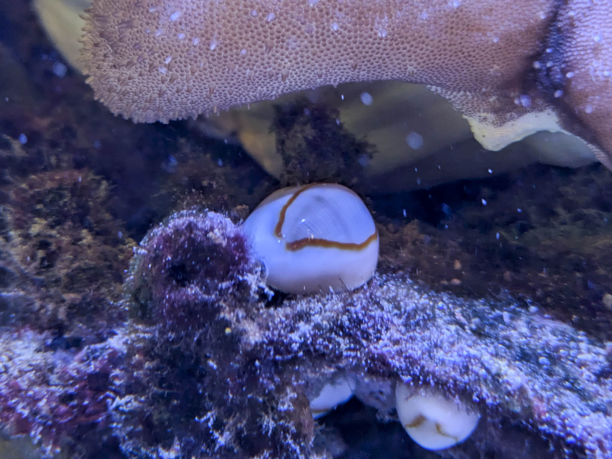 ハナビラダカラ
