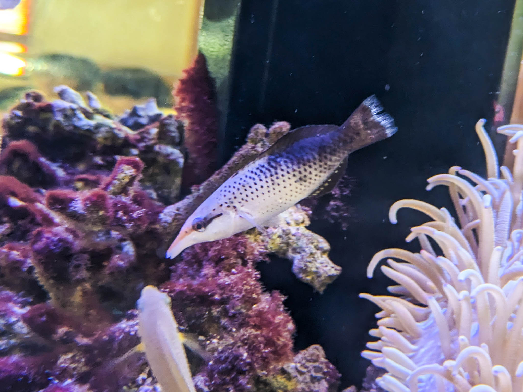 クギベラ
