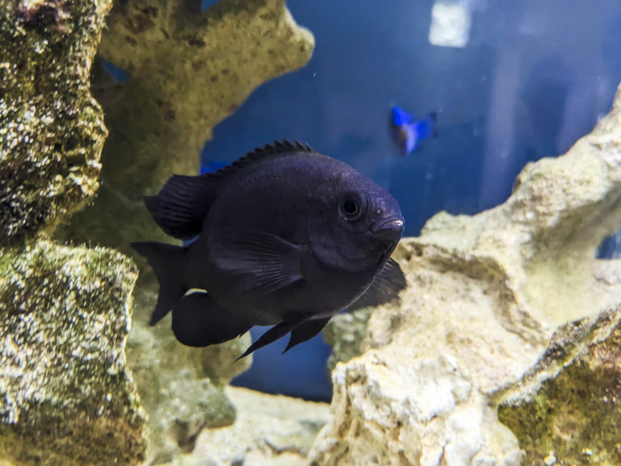 クロスズメダイ
